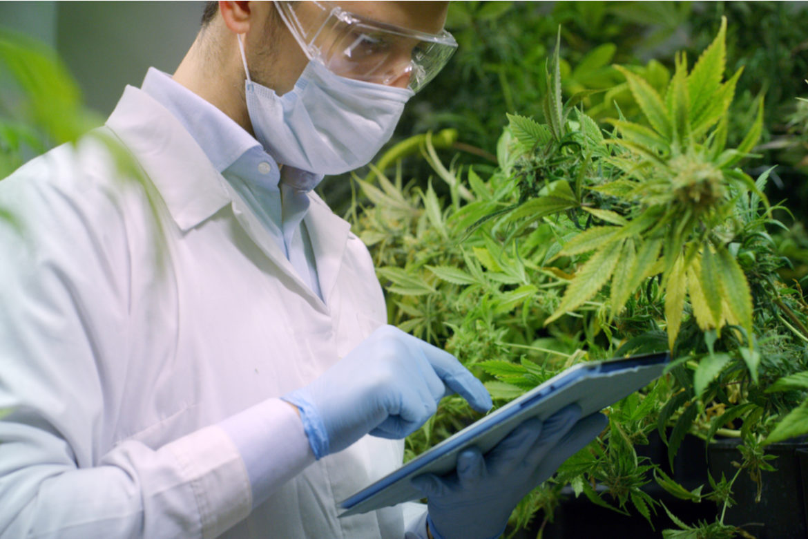 A CBD professional examining cannabis